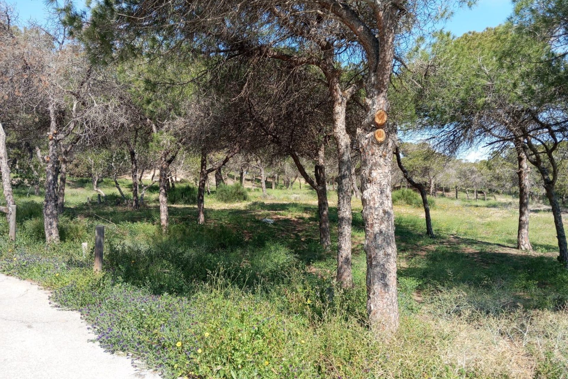 Återförsäljning - Bungalow -
Guardamar del Segura - Urbanizaciones