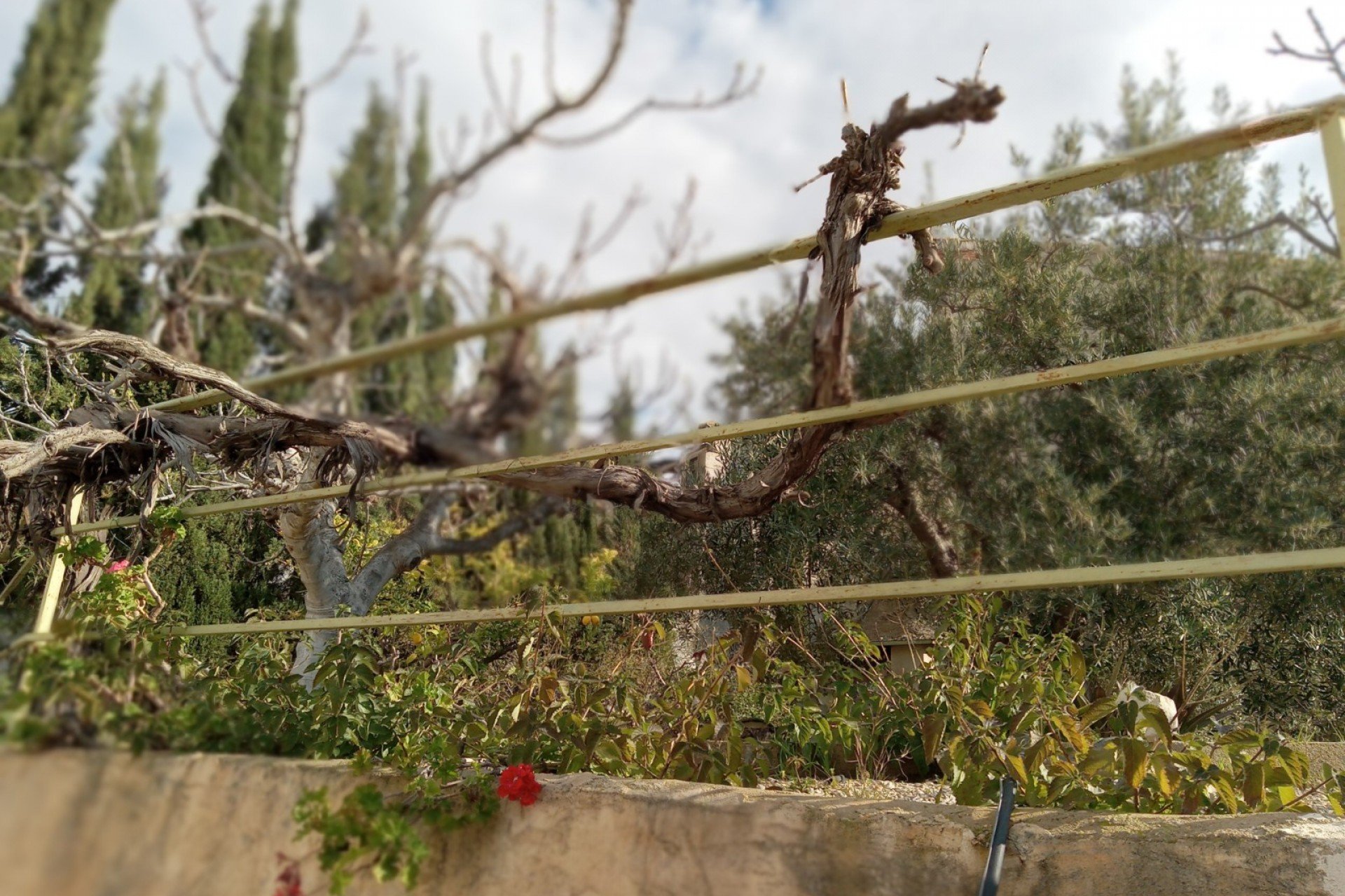 Återförsäljning - Semi detached -
Murcia