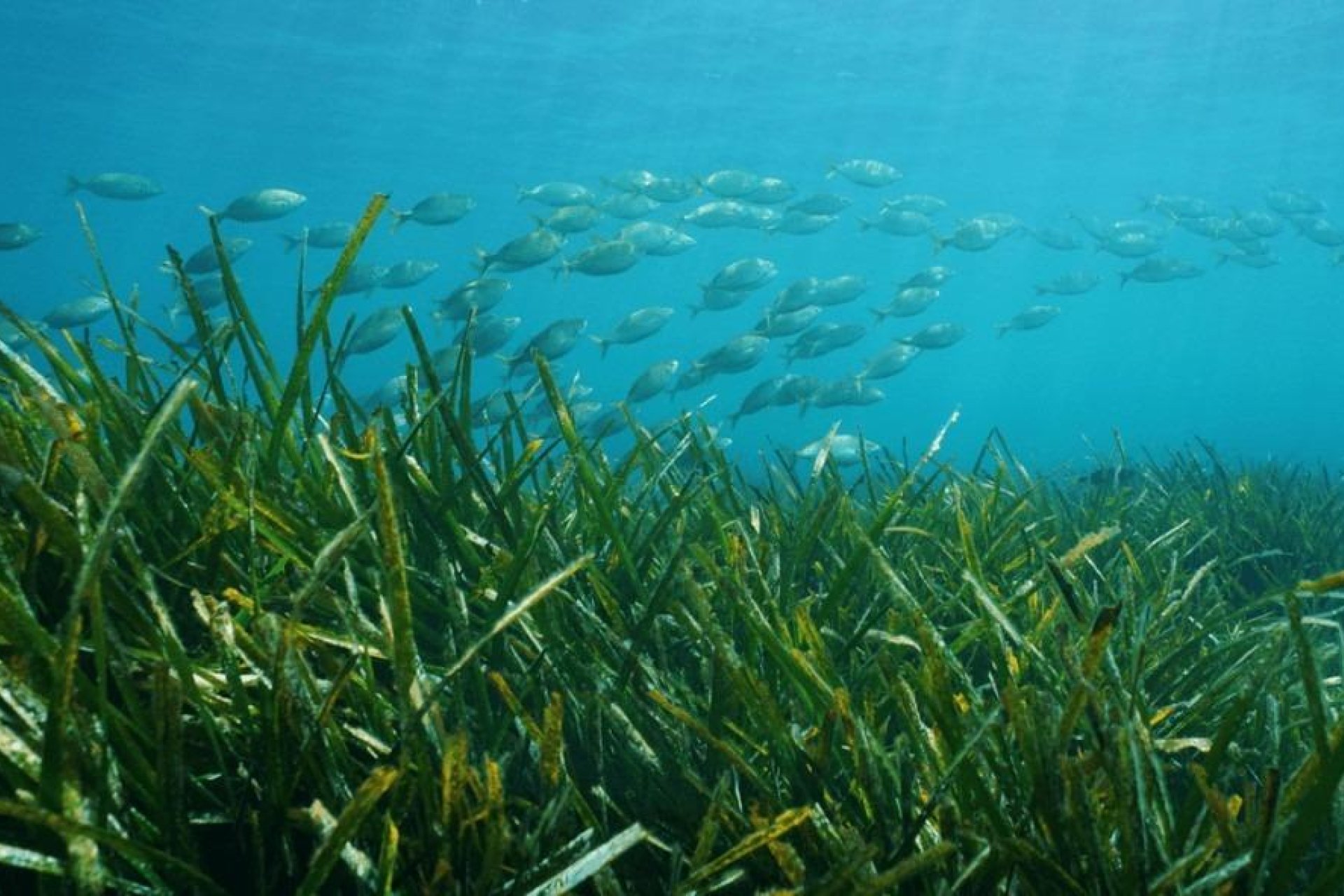 Nyproduktion - Villa -
Benissa - Racó Del Galeno