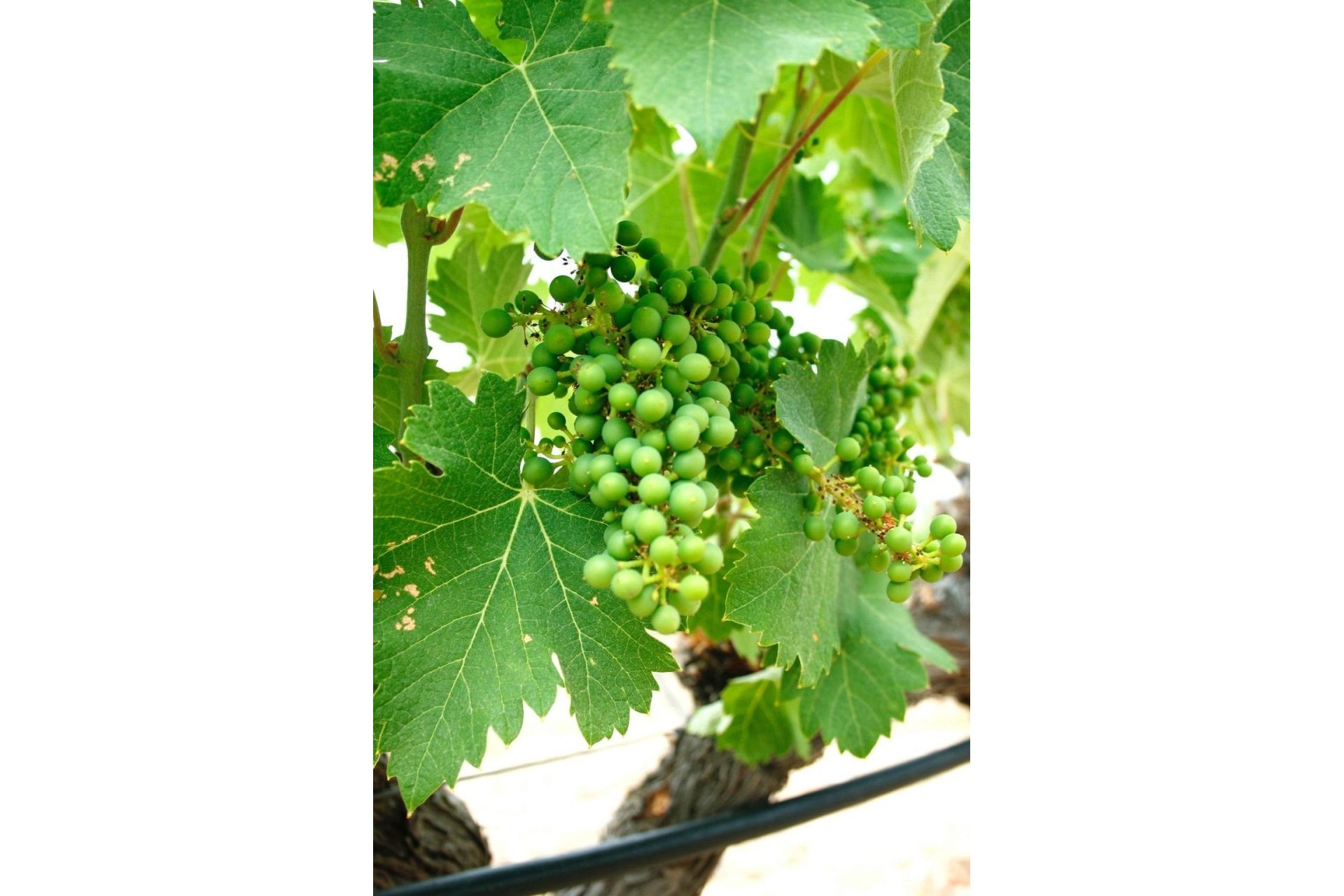 Obra nueva - Villa -
Yecla