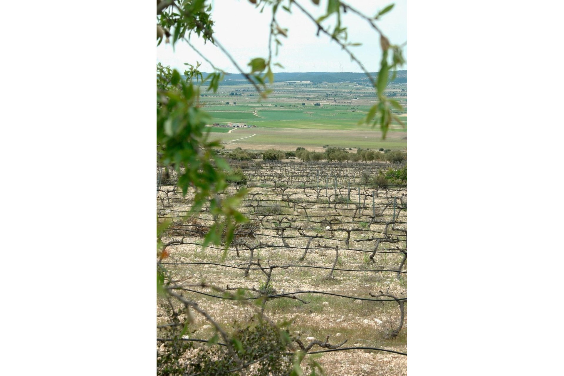 Obra nueva - Villa -
Yecla