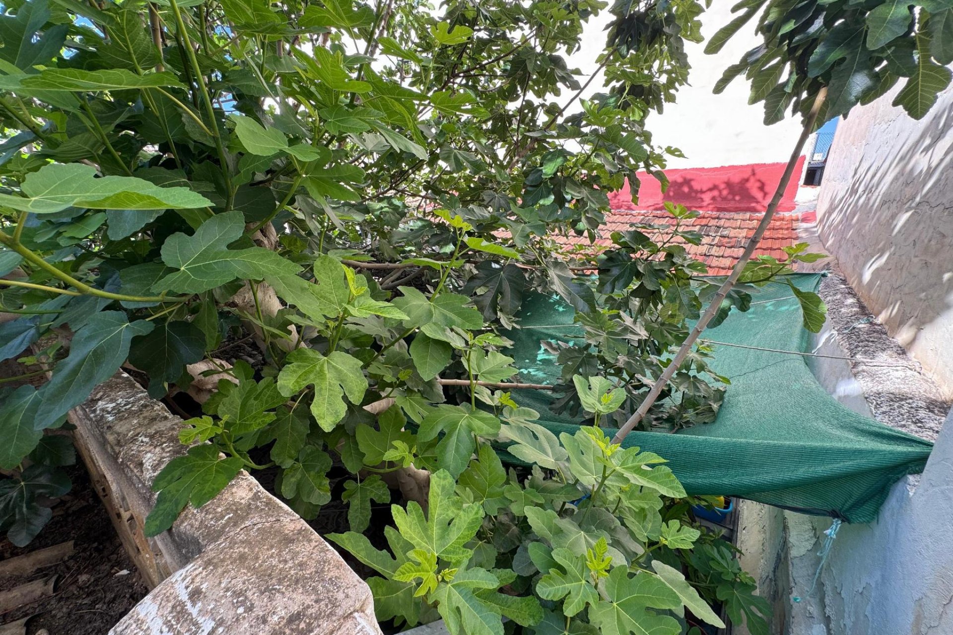 Resale - Detached villa -
Benejúzar