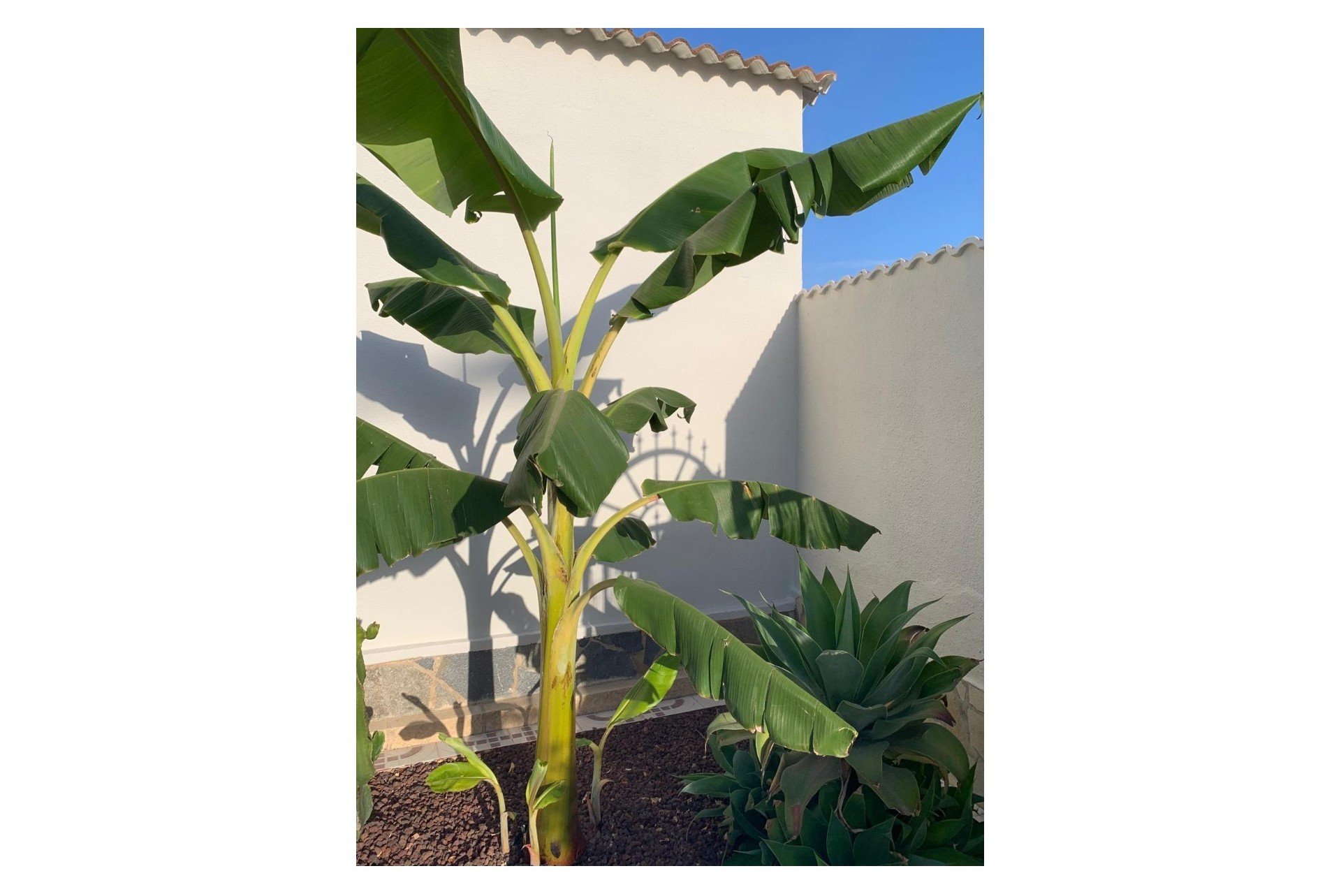 Resale - Detached villa -
Ciudad quesada - Ciudad Quesada