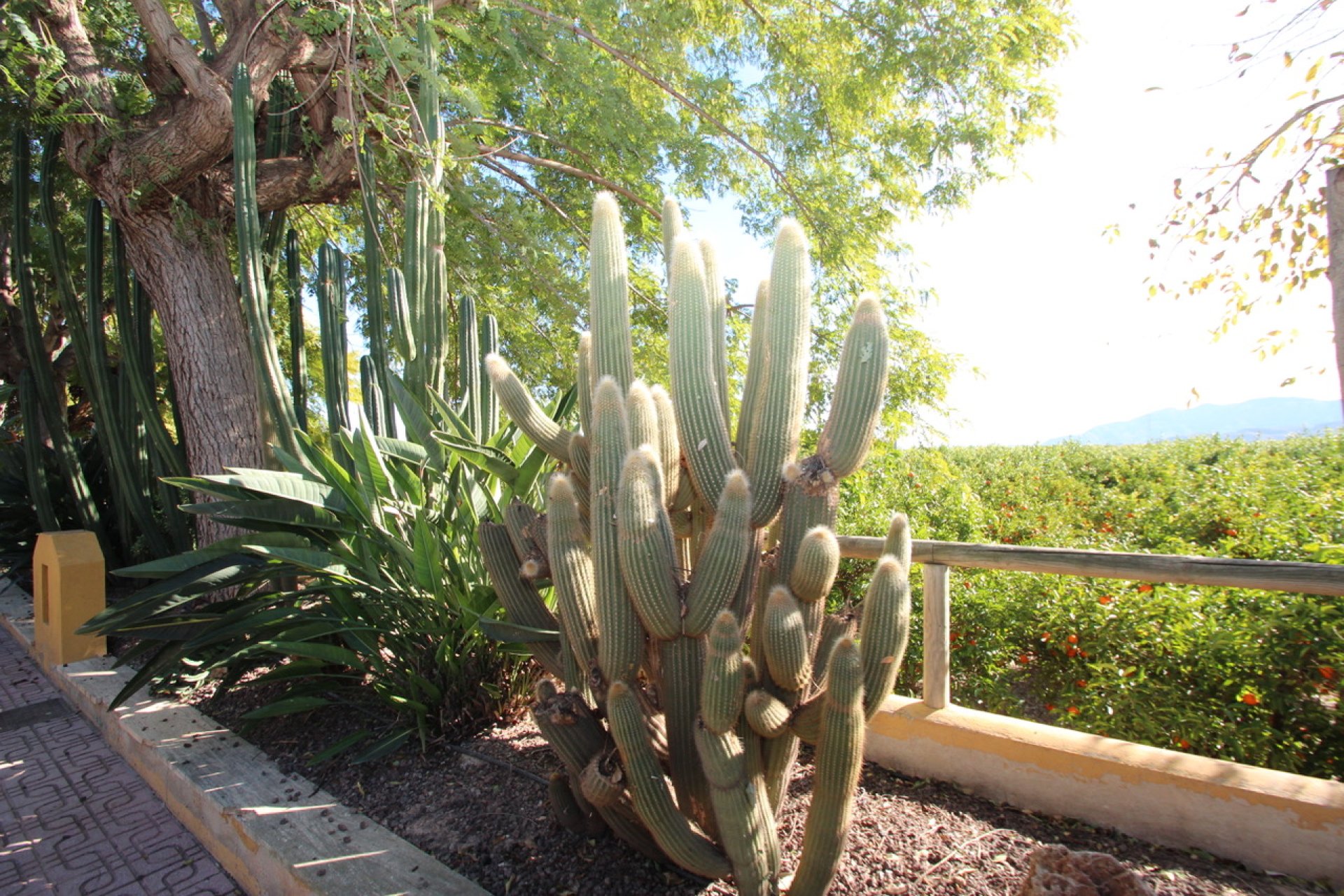 Resale - Finca -
Murcia - Costa Blanca Sur