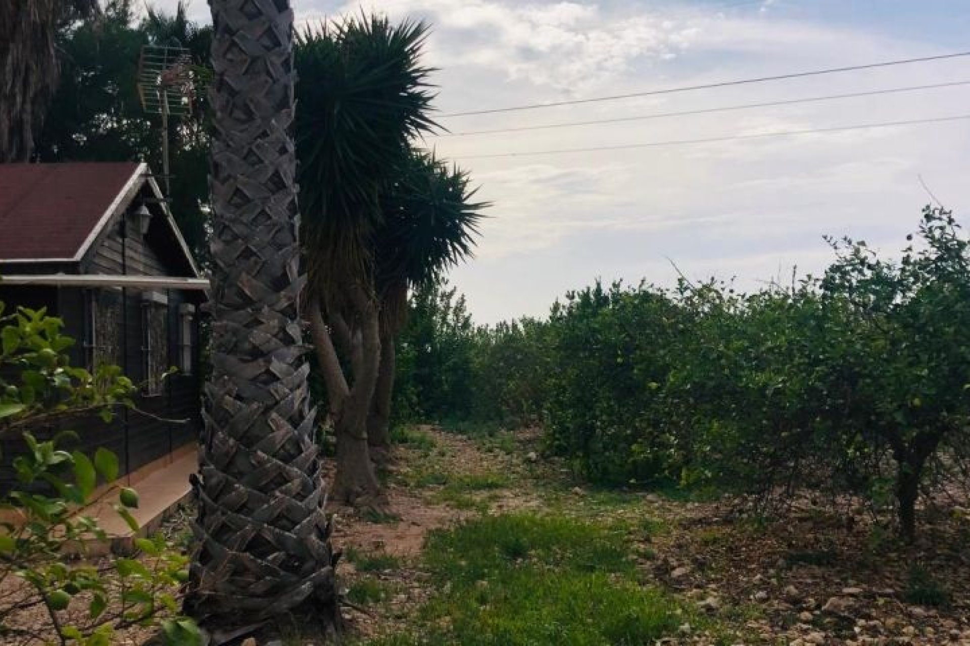 Resale - Finca -
Orihuela