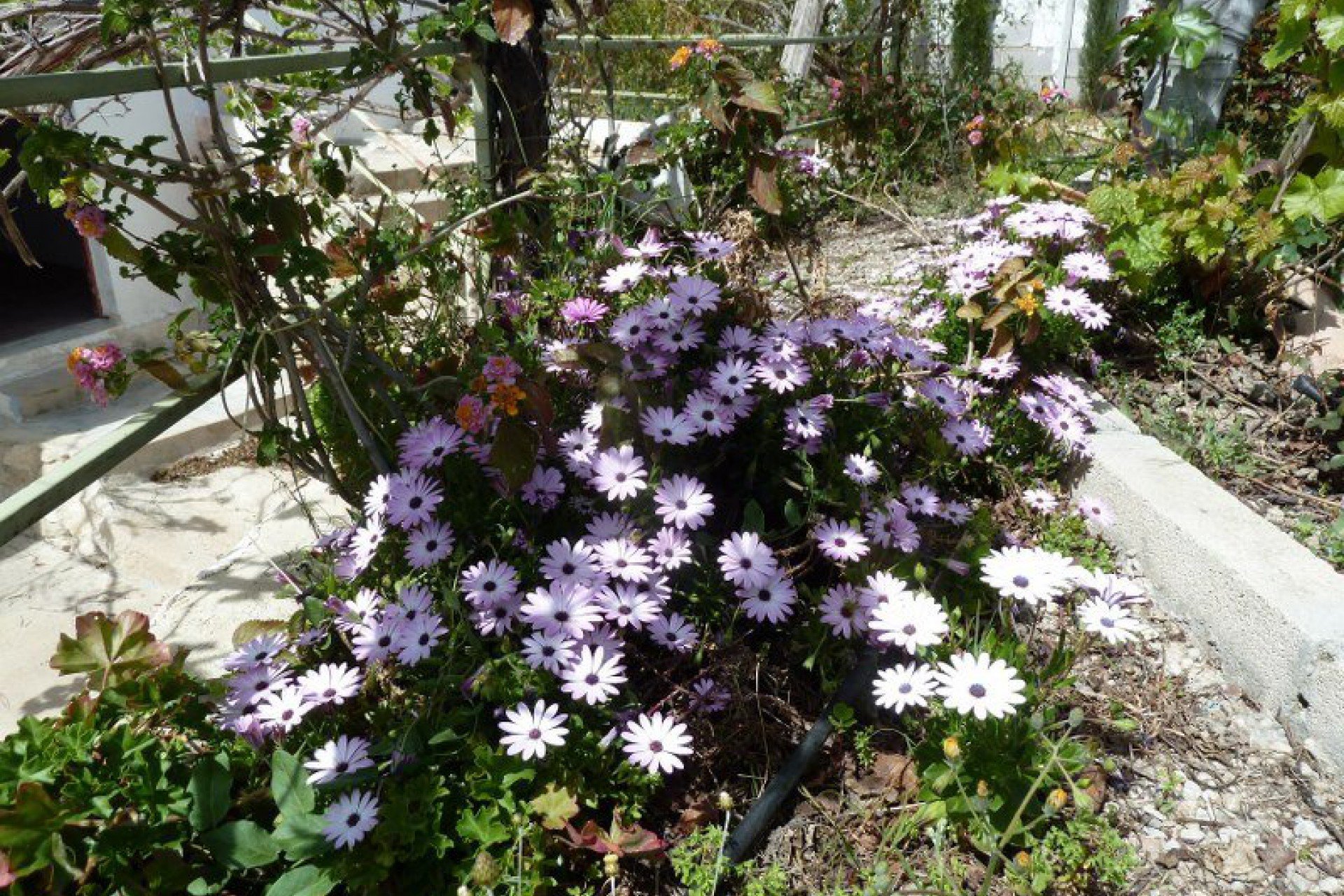 Resale - Semi detached -
Murcia