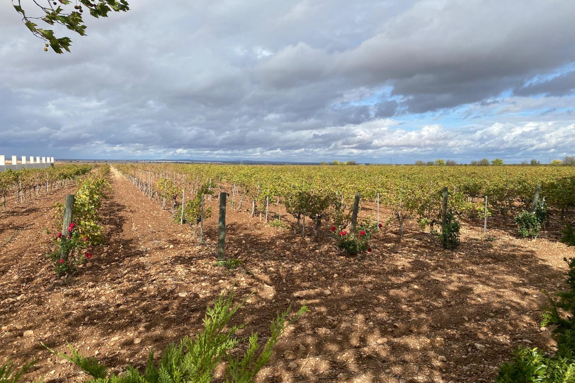 Resale - wine cellar -
Albacete