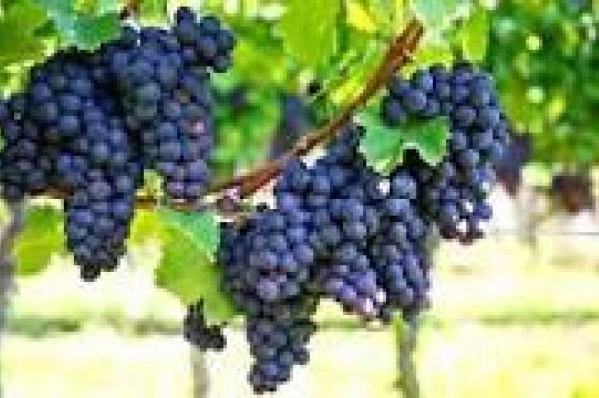 Resale - wine cellar -
Bullas - La Copa