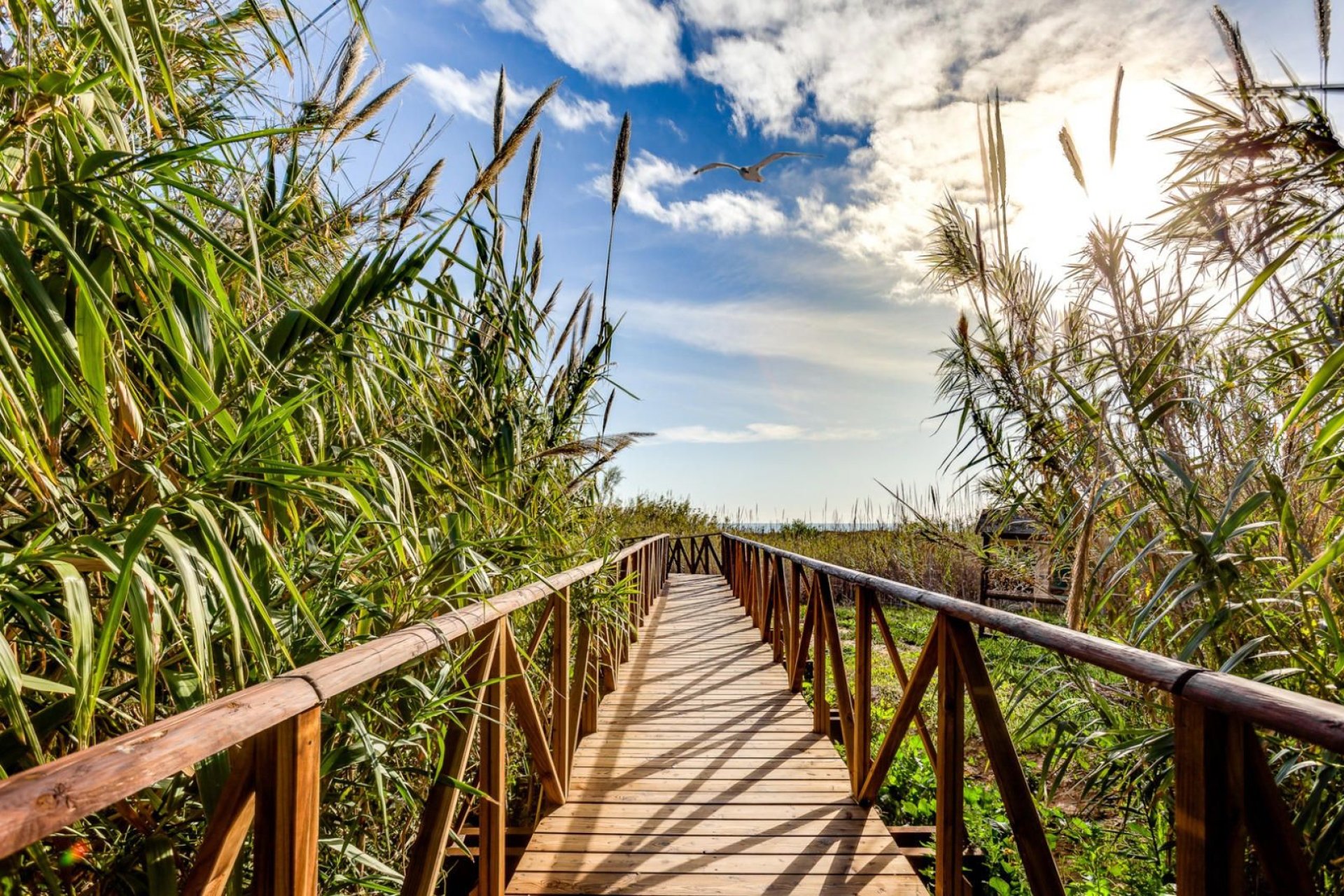 Reventa - Apartment -
Torrevieja - La Mata