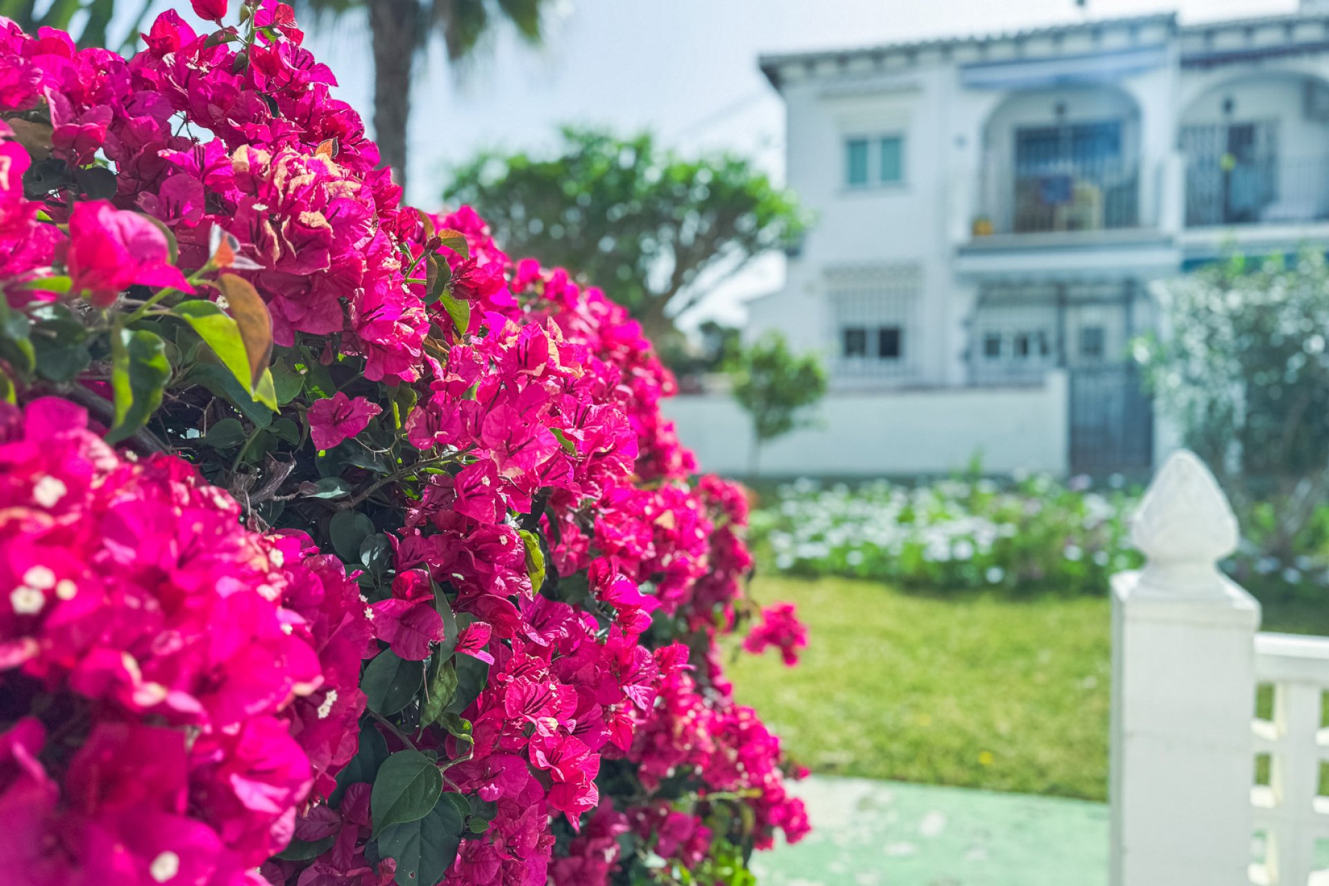 Reventa - Bungalow -
Torrevieja - Lago jardin