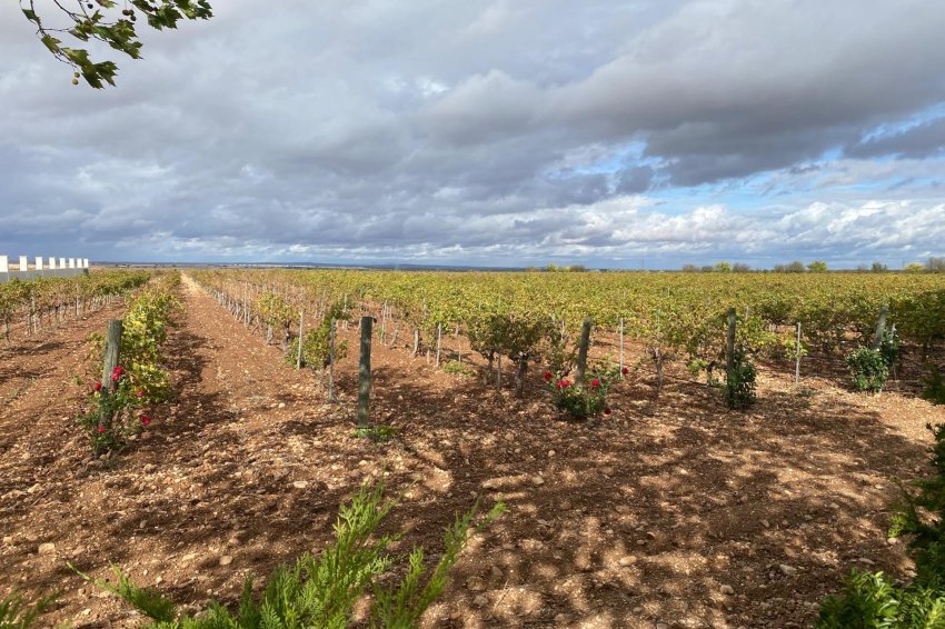 Reventa - wine cellar -
Albacete