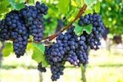 wine cellar - Återförsäljning - Bullas - La Copa