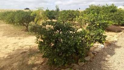 Återförsäljning - Finca -
San Javier