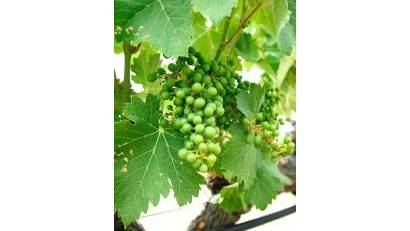 Nyproduktion - Villa -
Yecla