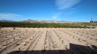 Resale - Finca -
Murcia - Costa Blanca Sur