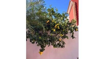 Återförsäljning - Semi detached -
Torre de la Horadada - Costa Blanca