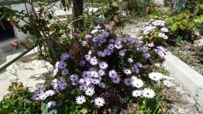 Återförsäljning - Semi detached -
Murcia